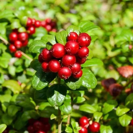 Vintage Atmospheric Log House Villa Kivijarvi