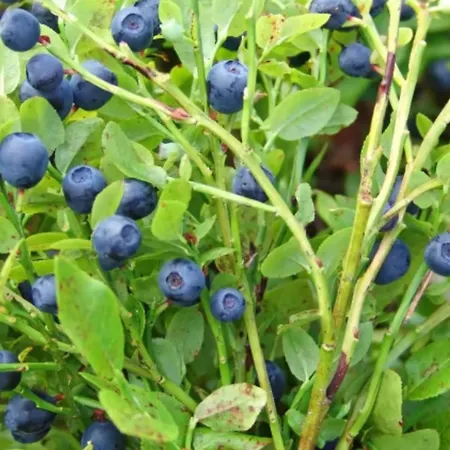 Vintage Atmospheric Log House Villa Kivijarvi