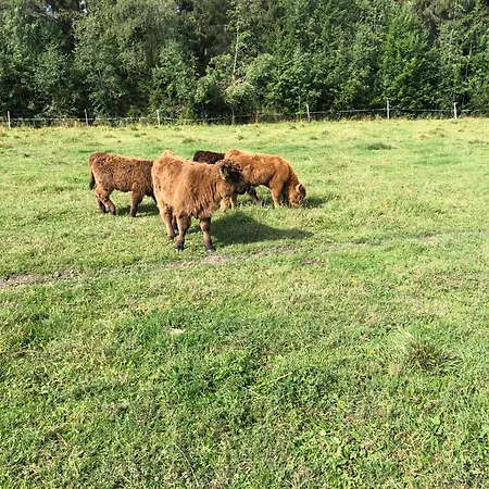 Vintage Atmospheric Log House *